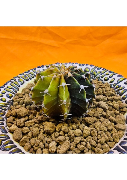 Gymnocalycium Sepia 4 cm Özel Tür Kaktüs modelleri