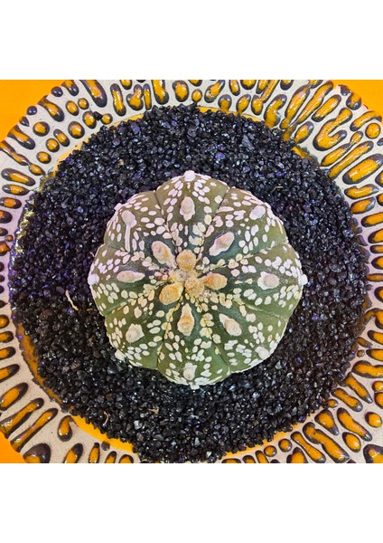 Astrophytum V-Cactus 4 cm Boyutunda Özel Tür Kaktüs