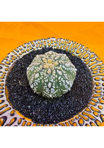Astrophytum V-Cactus 4 cm Boyutunda Özel Tür Kaktüs fiyatları