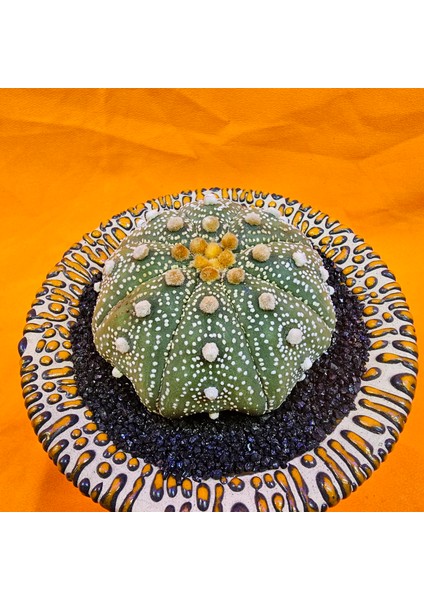 Astrophytum Star Shape 6,5 cm Boyutunda Özel Tür Kaktüs fiyatları