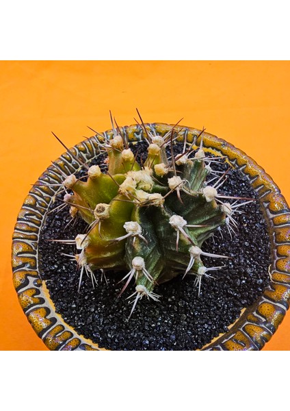 Gymnocalycium Mihanovichii 5,5 cm Boyutunda Özel Tür Kaktüs fiyatları