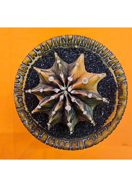 Gymnocalycium Mihanovichii 6,5 cm Boyutunda Özel Tür Kaktüs