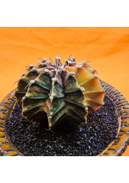 Gymnocalycium Mihanovichii 6,5 cm Boyutunda Özel Tür Kaktüs modelleri
