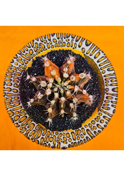 Gymnocalycium Mihanovichii 6 cm Boyutunda Özel Tür Kaktüs