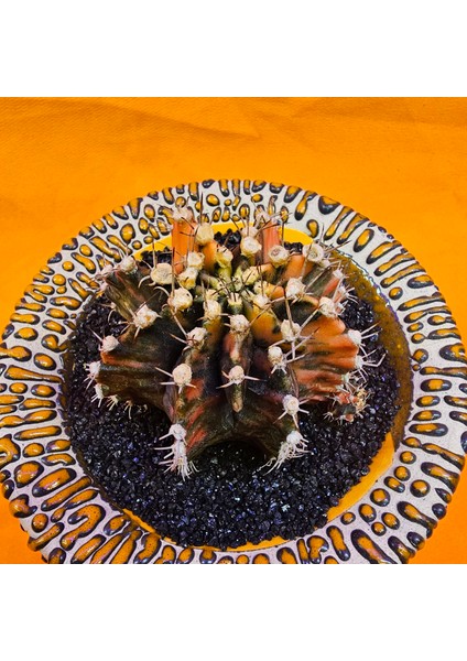 Gymnocalycium Mihanovichii 6 cm Boyutunda Özel Tür Kaktüs fiyatları