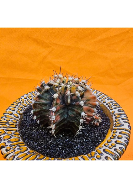 Gymnocalycium Mihanovichii 6 cm Boyutunda Özel Tür Kaktüs modelleri