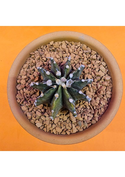 Gymnocalycium Sepia 4,5 cm Özel Tür Kaktüs