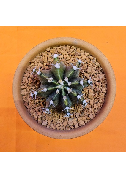 Gymnocalycium Sepia 5 cm Özel Tür Kaktüs