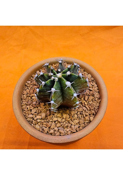 Gymnocalycium Sepia 5 cm Özel Tür Kaktüs fiyatları