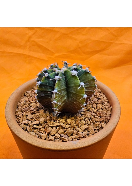 Gymnocalycium Sepia 5 cm Özel Tür Kaktüs modelleri