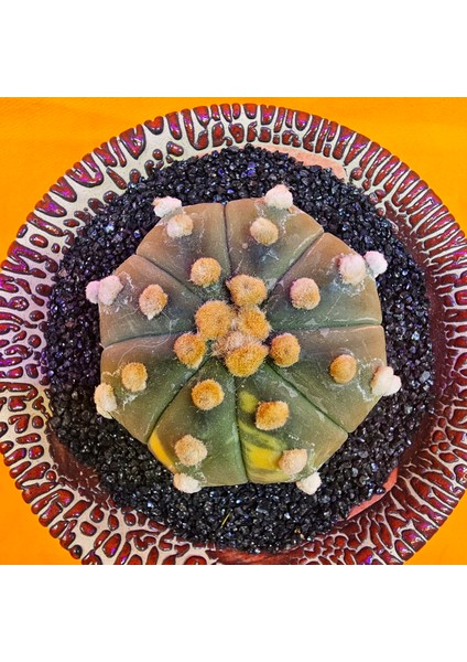Astrophytum Asterias 5,5 cm Boyutunda Özel Tür Kaktüs