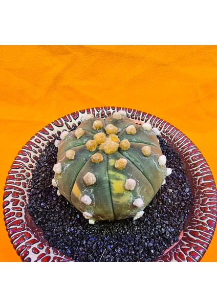 Astrophytum Asterias 5,5 cm Boyutunda Özel Tür Kaktüs fiyatları
