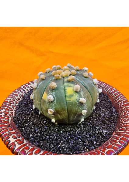 Astrophytum Asterias 5,5 cm Boyutunda Özel Tür Kaktüs modelleri