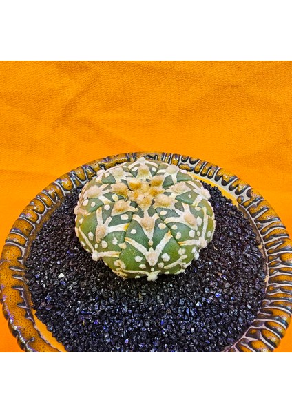 Astrophytum V-Cactus 5 cm Boyutunda Özel Tür Kaktüs fiyatları