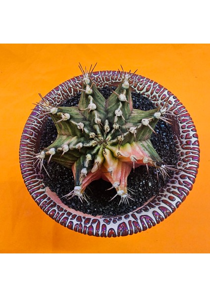 Gymnocalycium Mihanovichii 7 cm Boyutunda Özel Tür Kaktüs