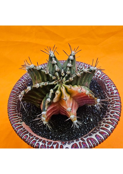 Gymnocalycium Mihanovichii 7 cm Boyutunda Özel Tür Kaktüs fiyatları