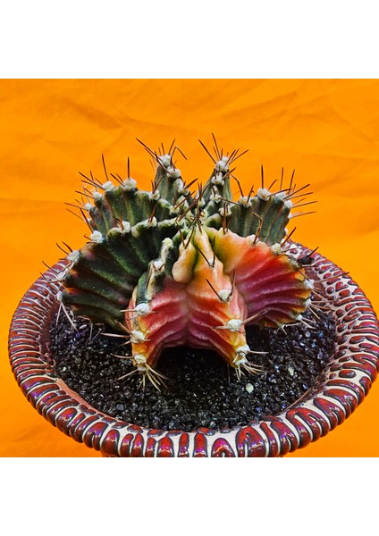 Gymnocalycium Mihanovichii 7 cm Boyutunda Özel Tür Kaktüs modelleri