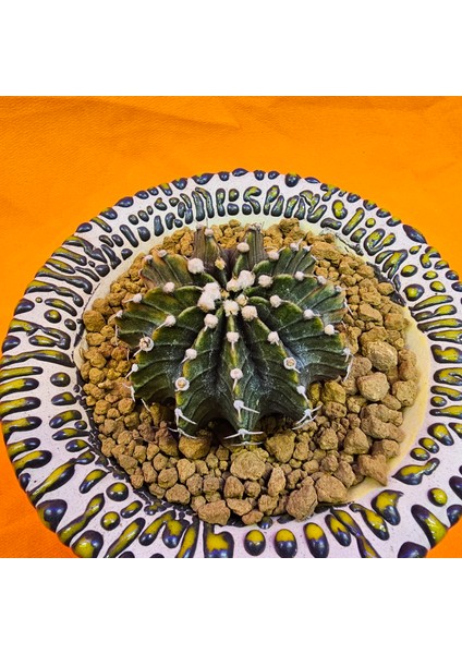 Gymnocalycium Mihanovichii 5 cm Boyutunda Özel Tür Kaktüs fiyatları