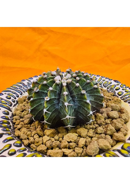 Gymnocalycium Mihanovichii 5 cm Boyutunda Özel Tür Kaktüs modelleri