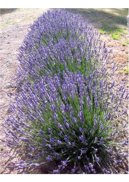 4 Adet Lavanta Fidanı, 15-25 Cm, Büyük Öbek, Sağlıklı ve Güzel Bitki Seti