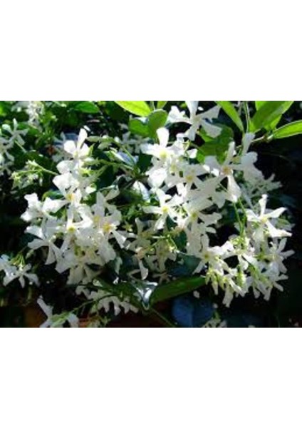 Kokulu Beyaz Yasemin Fidanı, 70 Cm, Doğal ve Ferahlatıcı Çiçek Kokusu