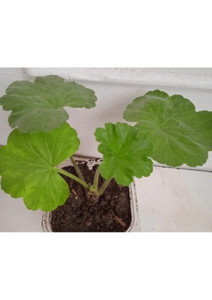 Gül Şeklinde Kırmızı Sardunya Çiçeği, Bahçe ve Hobi Için Renkli Çiçek Seçeneği fiyatları