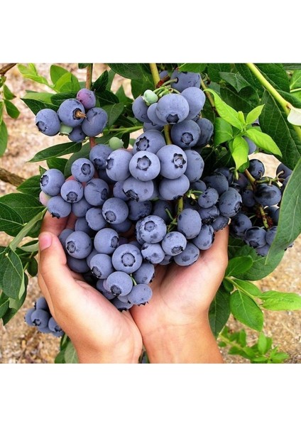 Büyük Meyveli Tüplü Yaban Mersini Fidanı, Özel Çeşit, Doğal ve Sağlıklı Bitki