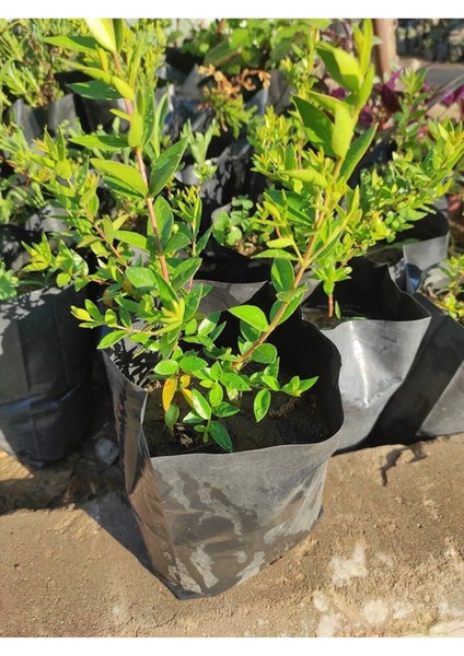 Büyük Meyveli Tüplü Yaban Mersini Fidanı, Özel Çeşit, Doğal ve Sağlıklı Bitki fiyatları