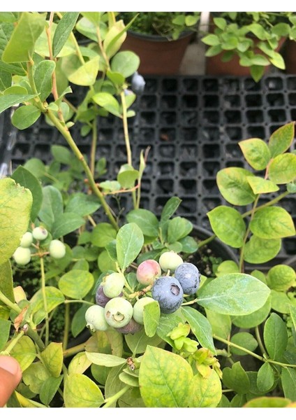 Büyük Meyveli Tüplü Yaban Mersini Fidanı, Özel Çeşit, Doğal ve Sağlıklı Bitki modelleri