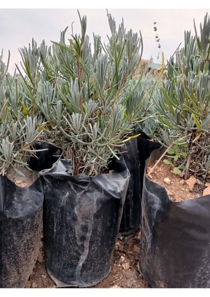 2'li Tüplü Saksılı Lavanta Fidesi, Bahçe Dekor ve Hobi Için Güzel Bitki