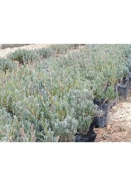 2'li Tüplü Saksılı Lavanta Fidesi, Bahçe Dekor ve Hobi Için Güzel Bitki fiyatları