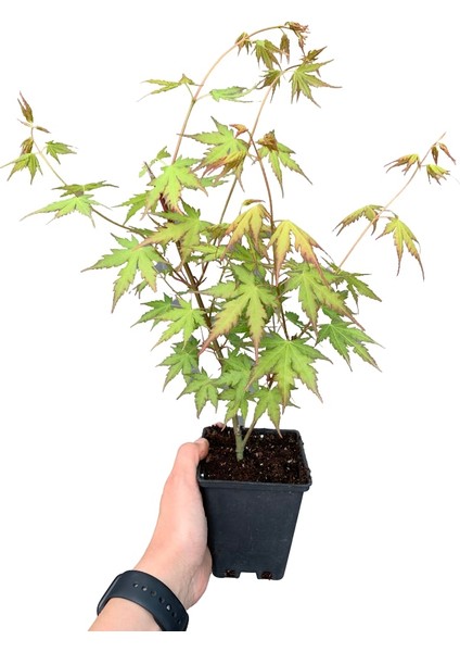 Japon Akçaağaç Yeşil Yapraklı 30-50CM