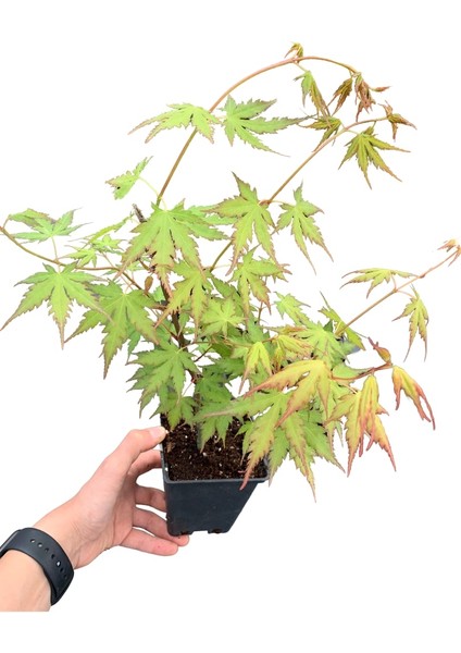 Japon Akçaağaç Yeşil Yapraklı 30-50CM fiyatları