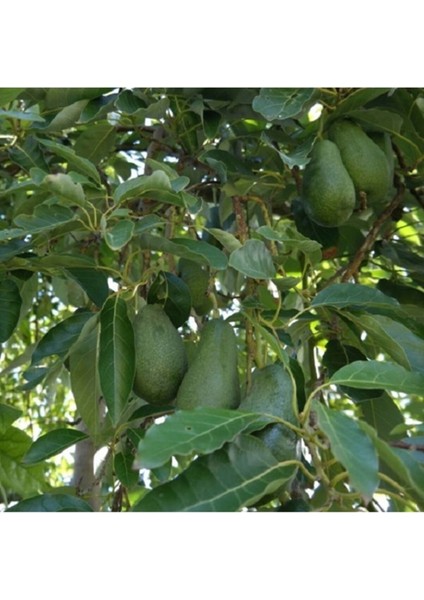 Sağlıklı 2 Yaş Avokado, Taze ve Lezzetli Zutano Çeşidi