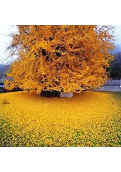 Tüplü Ginkgo Biloba Fidanı, Doğal ve Sağlıklı Yüksek Kalite
