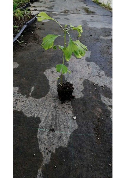 Tüplü Ginkgo Biloba Fidanı, Doğal ve Sağlıklı Yüksek Kalite fiyatları