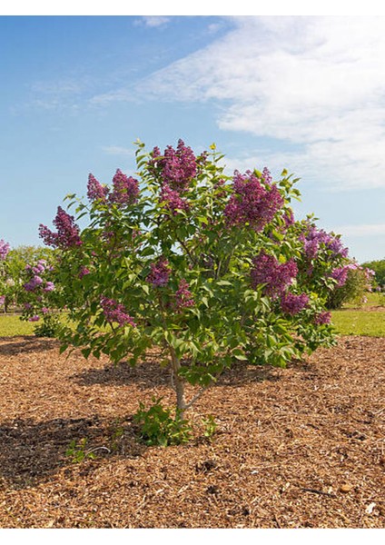 Mor Renkli Hoş Kokulu Leylak Ağacı Fidanı, 40-80CM, Tüplü, Videolu Anlatımla