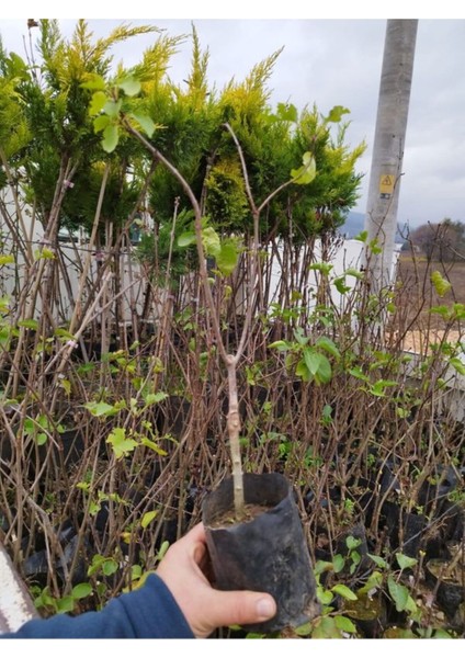 Mor Renkli Hoş Kokulu Leylak Ağacı Fidanı, 40-80CM, Tüplü, Videolu Anlatımla fiyatları