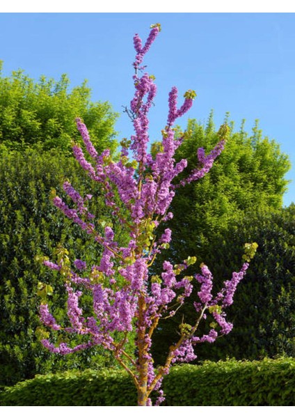 Mor Renkli Hoş Kokulu Leylak Ağacı Fidanı, 40-80CM, Tüplü, Videolu Anlatımla fırsatları