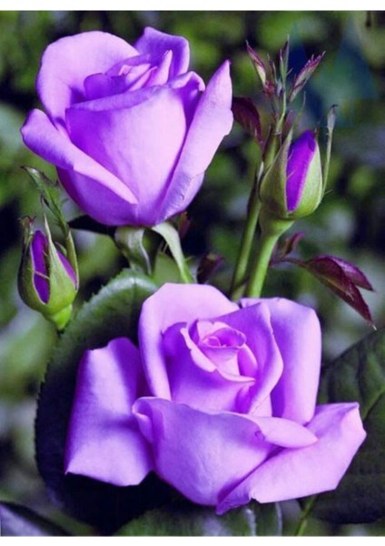 2 Adet Lila Yediveren Kokulu Gül Fidanı Açık Kök 1,5 Yaşında