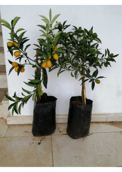 Tüplü Kamkat (Süs Portakal) Fidanı, Bahçe ve Bahçecilik Için Harika Seçenek