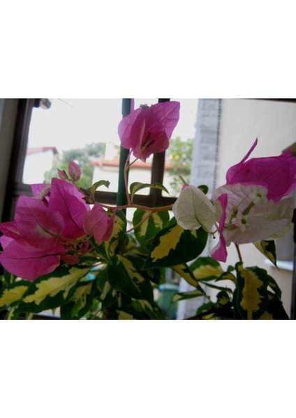 Alacalı Sarılıcı Tırmanıcı Saksıda Begonvil Fidanı