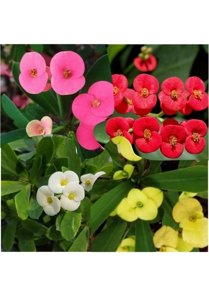 4 Adet Renkli Dikenler Tacı Seti, Eğlenceli ve Şık Aksesuarlar fiyatları