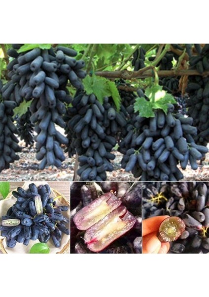 Çekirdeksiz Siyah Üzüm Fidanı, Bol Verimli ve Sağlıklı Büyüme Için Ideal