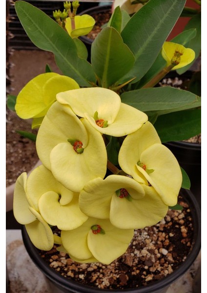Sarı Euphorbia Milii Dikenli Çiçek 20-30 cm Saksıda Canlı Bitki