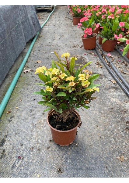 Sarı Euphorbia Milii Dikenli Çiçek 20-30 cm Saksıda Canlı Bitki fiyatları