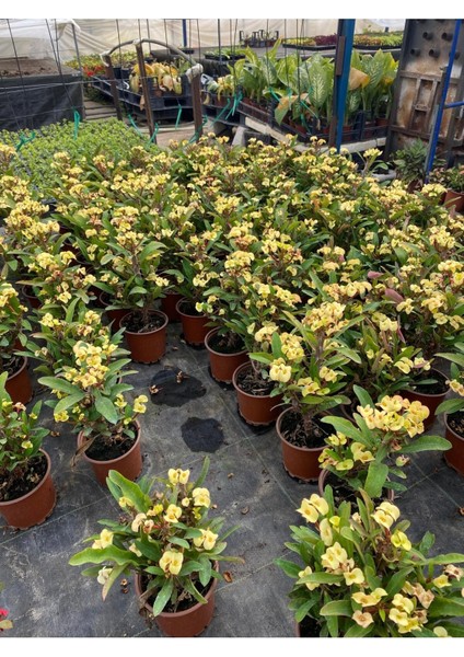 Sarı Euphorbia Milii Dikenli Çiçek 20-30 cm Saksıda Canlı Bitki modelleri