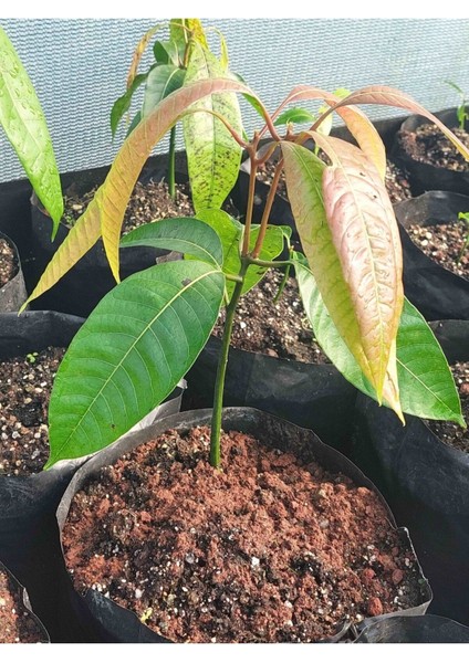 Taze Mango Fidanı, 1 Yaş, 15-20 Cm, Sağlıklı ve Verimli Yetişkinlik Için Ideal
