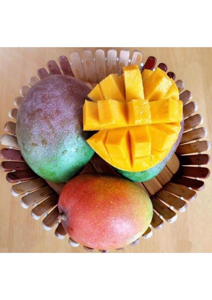 Taze Mango Fidanı, 1 Yaş, 15-20 Cm, Sağlıklı ve Verimli Yetişkinlik Için Ideal fiyatları