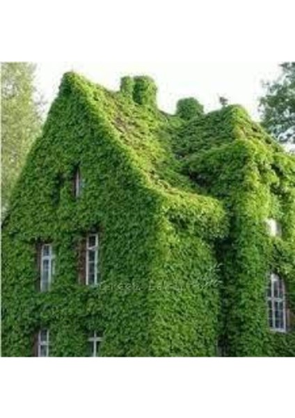 50 Adet Japon Sarmaşık Tohumu, Canlı ve Güzel Bitki Çeşidi